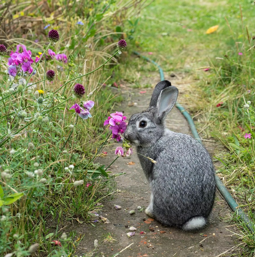 دور نگه داشتن حیوانات